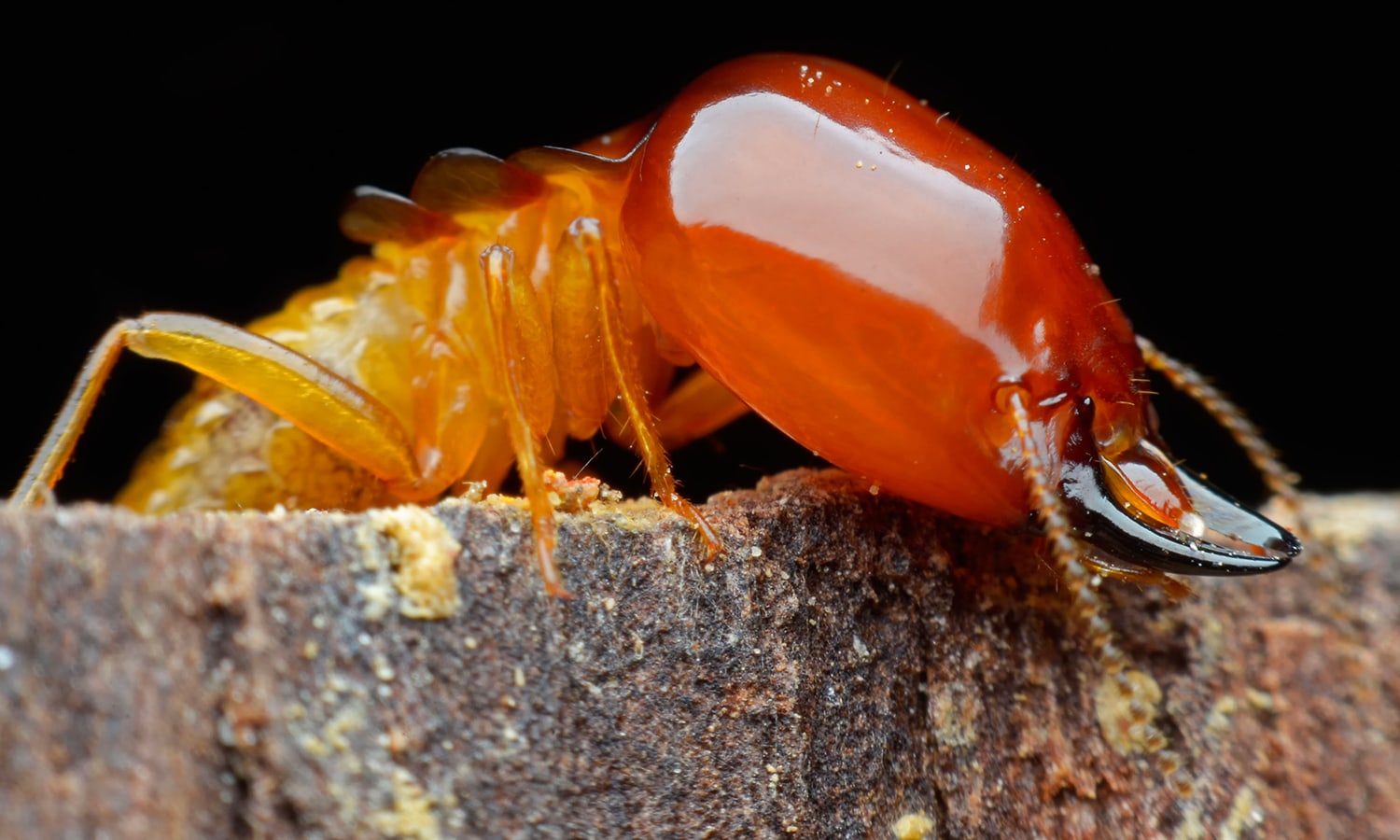 Primo piano di una termite del legno