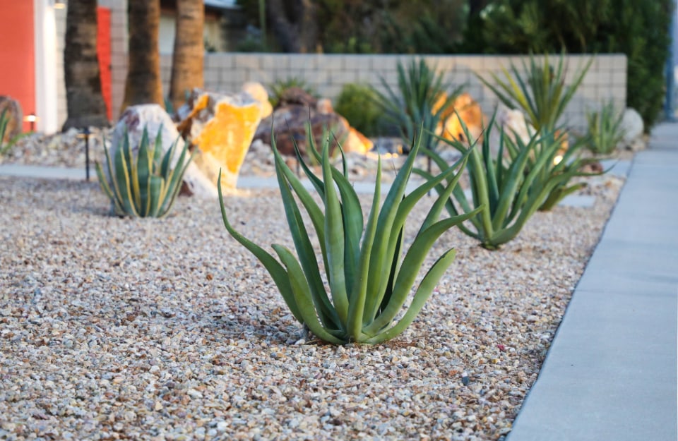 Dettaglio di alcune piante grasse e rocce in un giardino secco, o dry garden, con della ghiaia e un vialetto